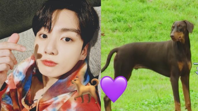 BTS 'In The Soop': Jungkook presenta a su nuevo 'hijo' Jeon Bam, ¿qué raza es?