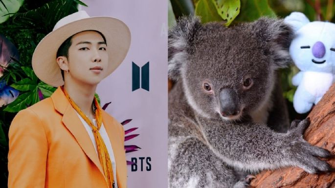 BTS: KOYA, el koala nombrado en honor a RM que adoptó ARMY, tiene su primera cría (FOTOS)