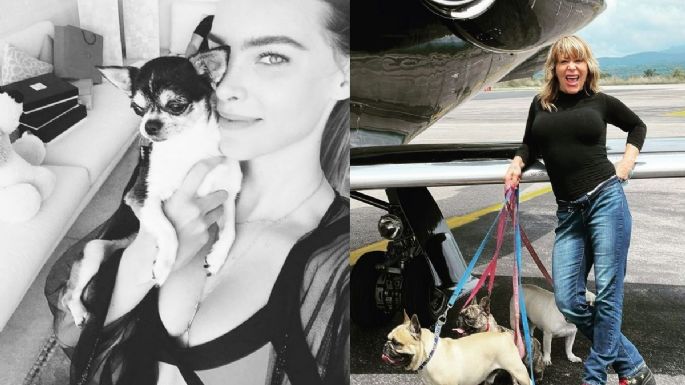 Maltratan a perros de Belinda y Alejandra Guzmán; levantan denuncia