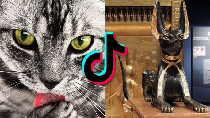 El audio 'egipcio' de TikTok que debes probar con tus gatos