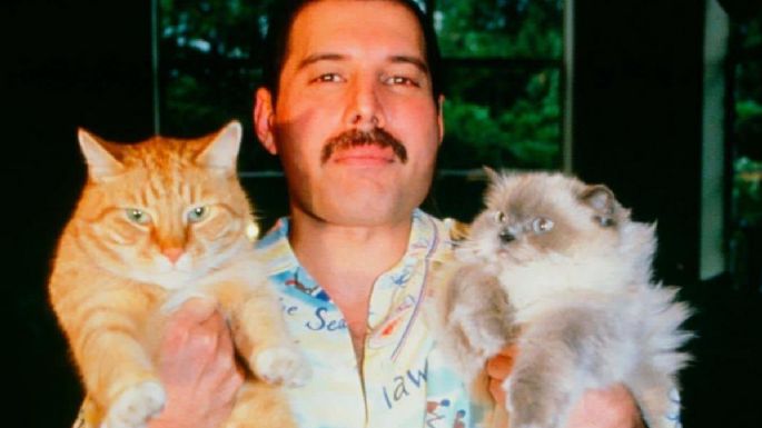 Freddie Mercury y su infinito amor por sus gatos que provocó una canción (FOTOS)