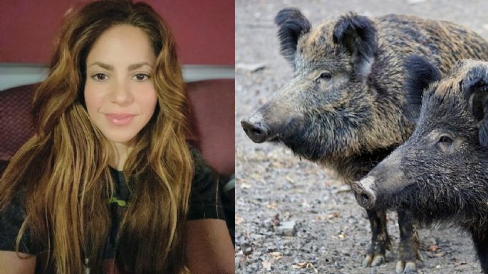 Shakira es ATACADA por dos jabalíes que intentaban ‘quitarle’ su bolso