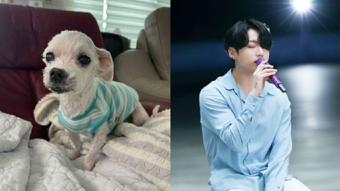 Gureum, el perrito de Jungkook de BTS fallece y así se despidió el hermano del idol