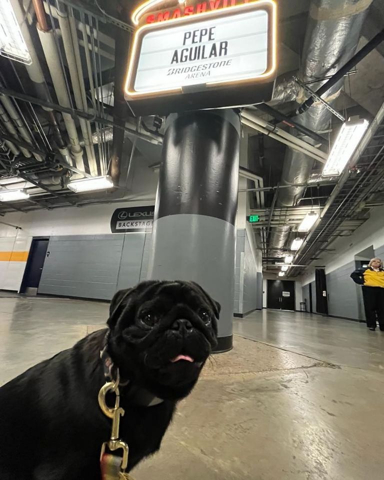 Pepe Aguilar Gordo Aguilar Pug