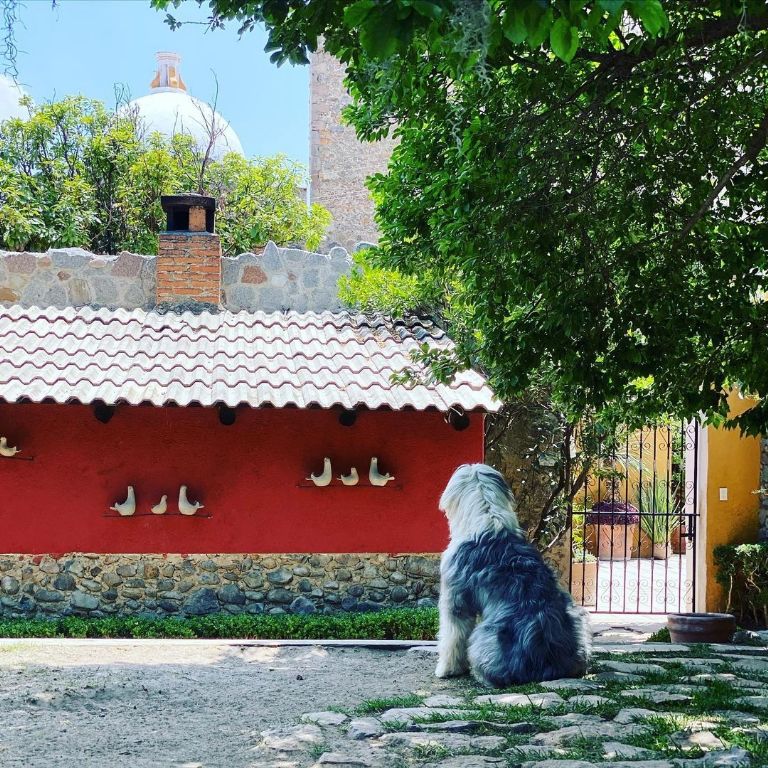 Carlos-Rivera-perro-sky-muerte-papá