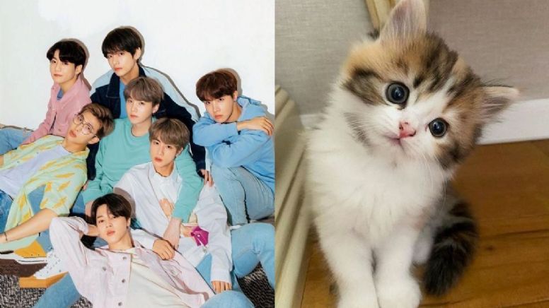 Elige un gatito y te diremos con qué miembro de BTS harías una colaboración