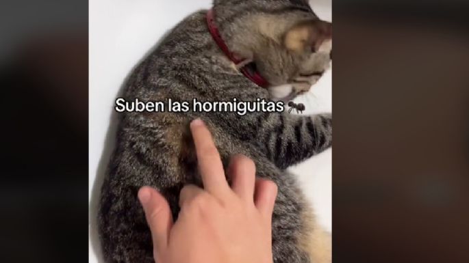 "Rompo un huevo, cae la yema, suben las hormiguitas" letra del trend de TikTok