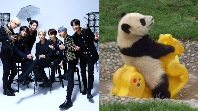 Escoge una panda y te diremos qué miembro de BTS te haría un delicioso desayuno todas las mañanas