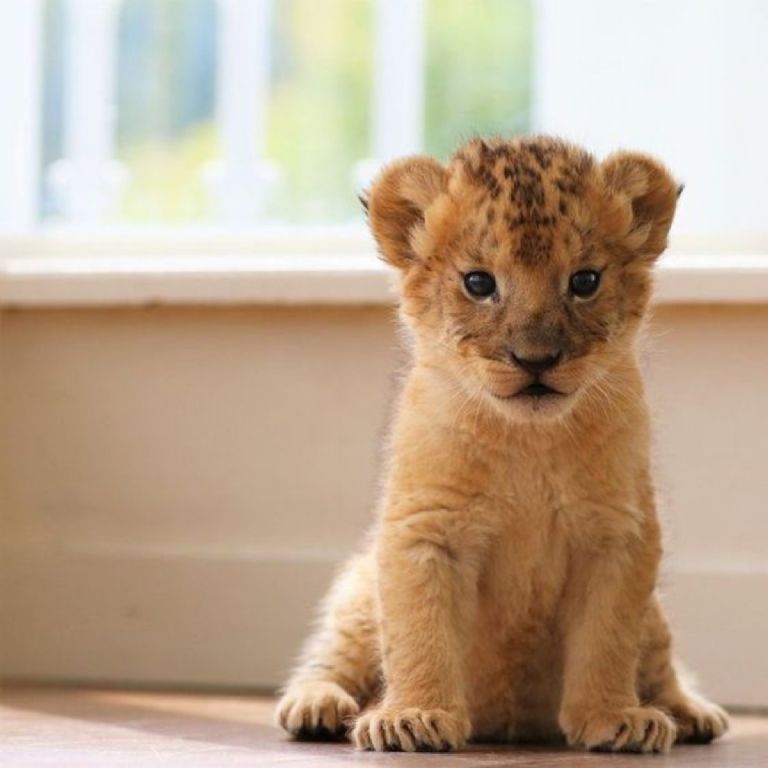 Despertarás con alguien de BTS según un animalito bebé de este test