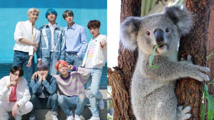 Elige un un koala y te diremos con qué miembro de BTS le serías infiel a tu bias