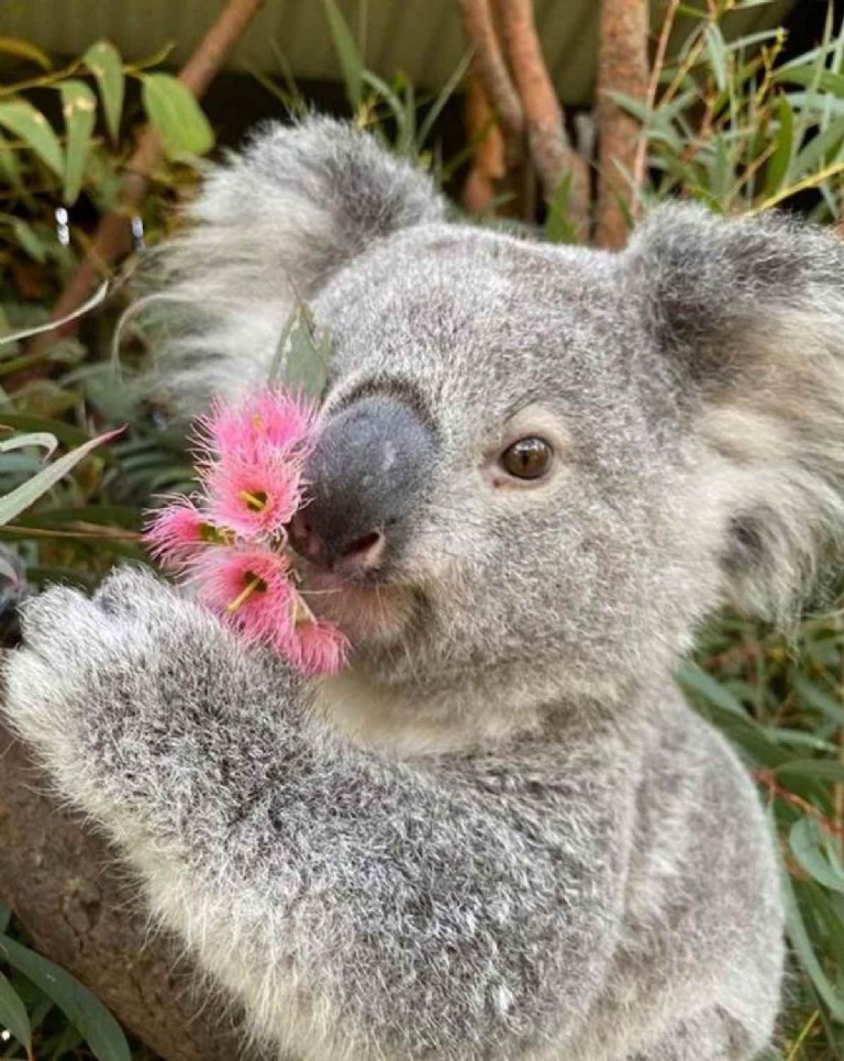 Un koala del test te dirá con quién de BTS le serás infiel a tu bias