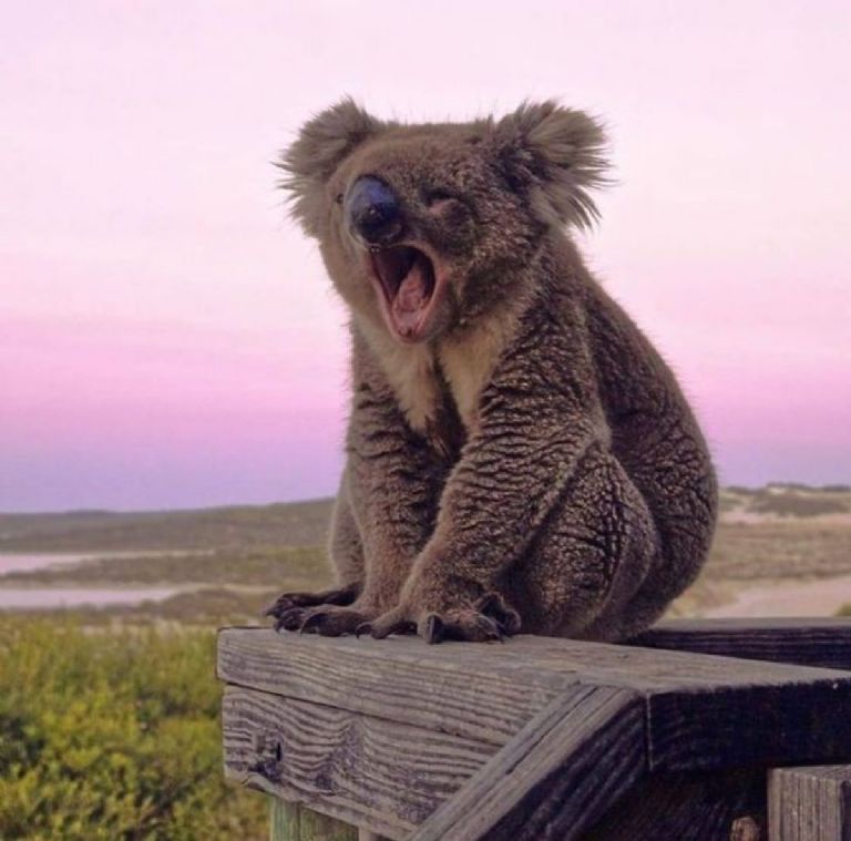 Un koala del test define con quien de BTS le serás infiel a tu bias