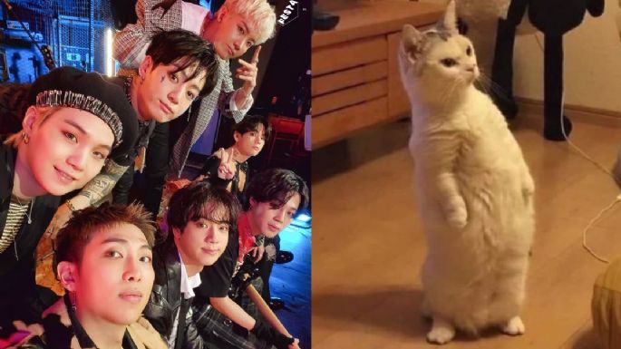 Escoge un gatito y te diré qué miembro de BTS es el amor de tu vida