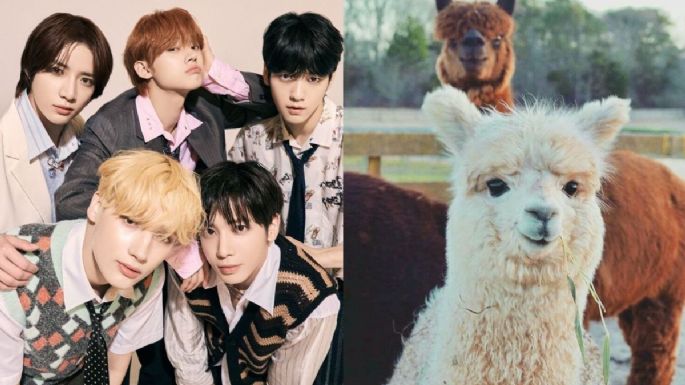 Elige una alpaca y te diremos qué miembro de TXT te regalaría flores