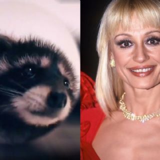 Canción del mapache 'Pedro' de Raffaella Carrá: letra, traducción en español y video oficial