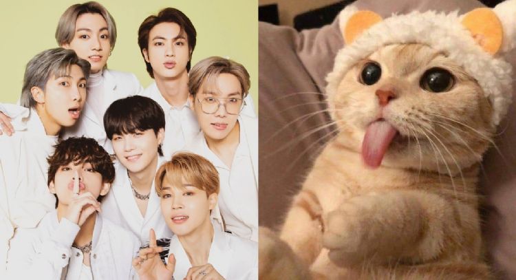 Elige un gatito: te diremos quién de BTS sería tu amante y quién tu esposo