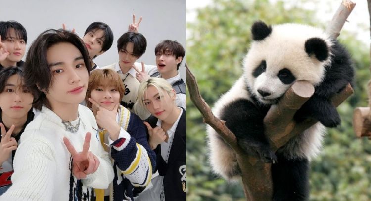 Elige un osito panda y te diremos qué miembro de Stray Kids está perdidamente enamorado de ti
