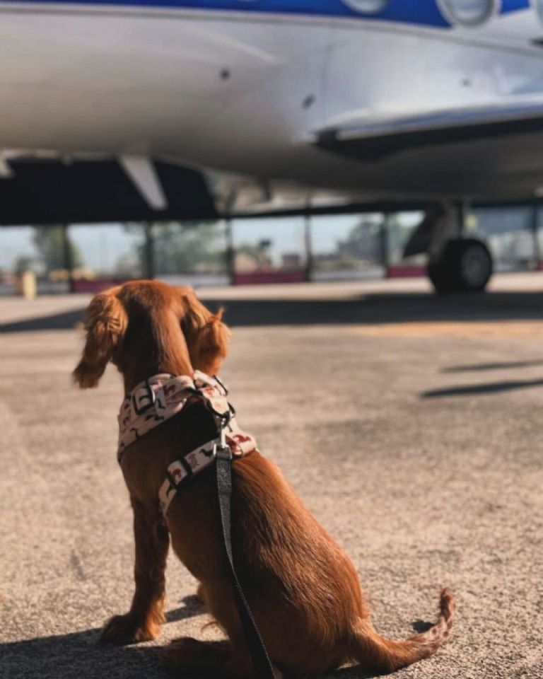 Christian Nodal y Ángela Aguilar presumen a su perrito como hijo